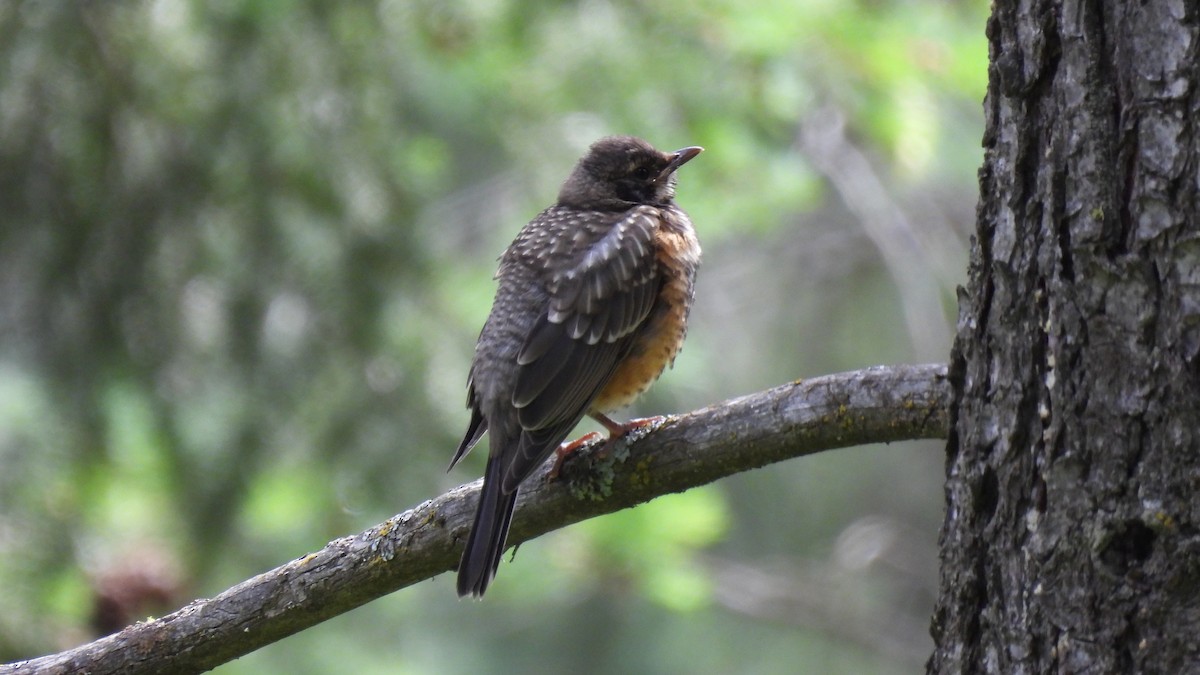 American Robin - ML620749651