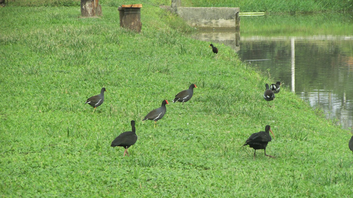 Gallinula/Fulica/Porphyrio sp. - ML620749653