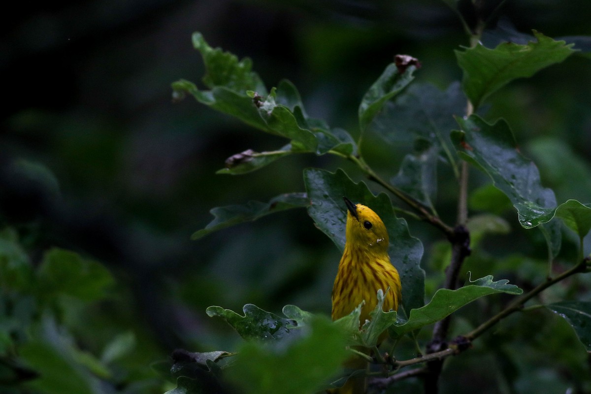 Yellow Warbler (Northern) - ML620749662