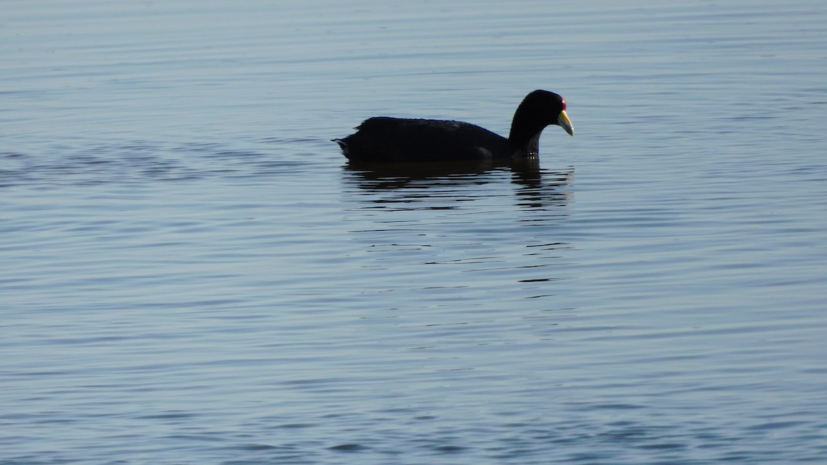 Gallinule d'Amérique - ML620749665