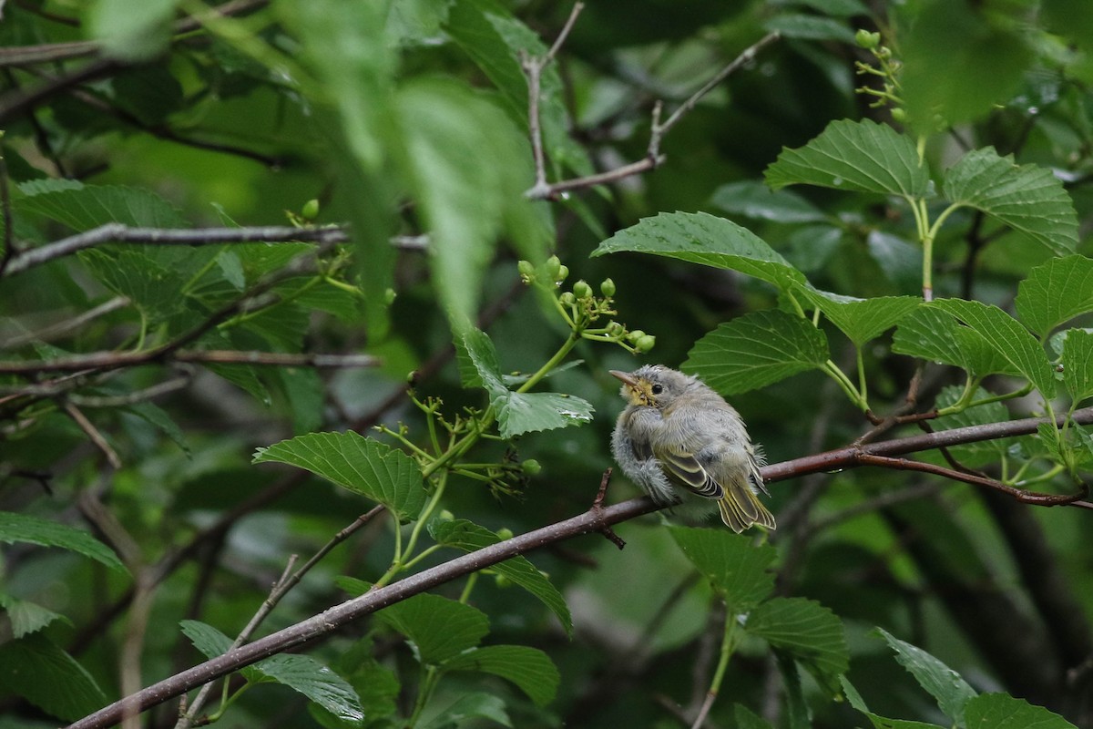 Yellow Warbler (Northern) - ML620749676