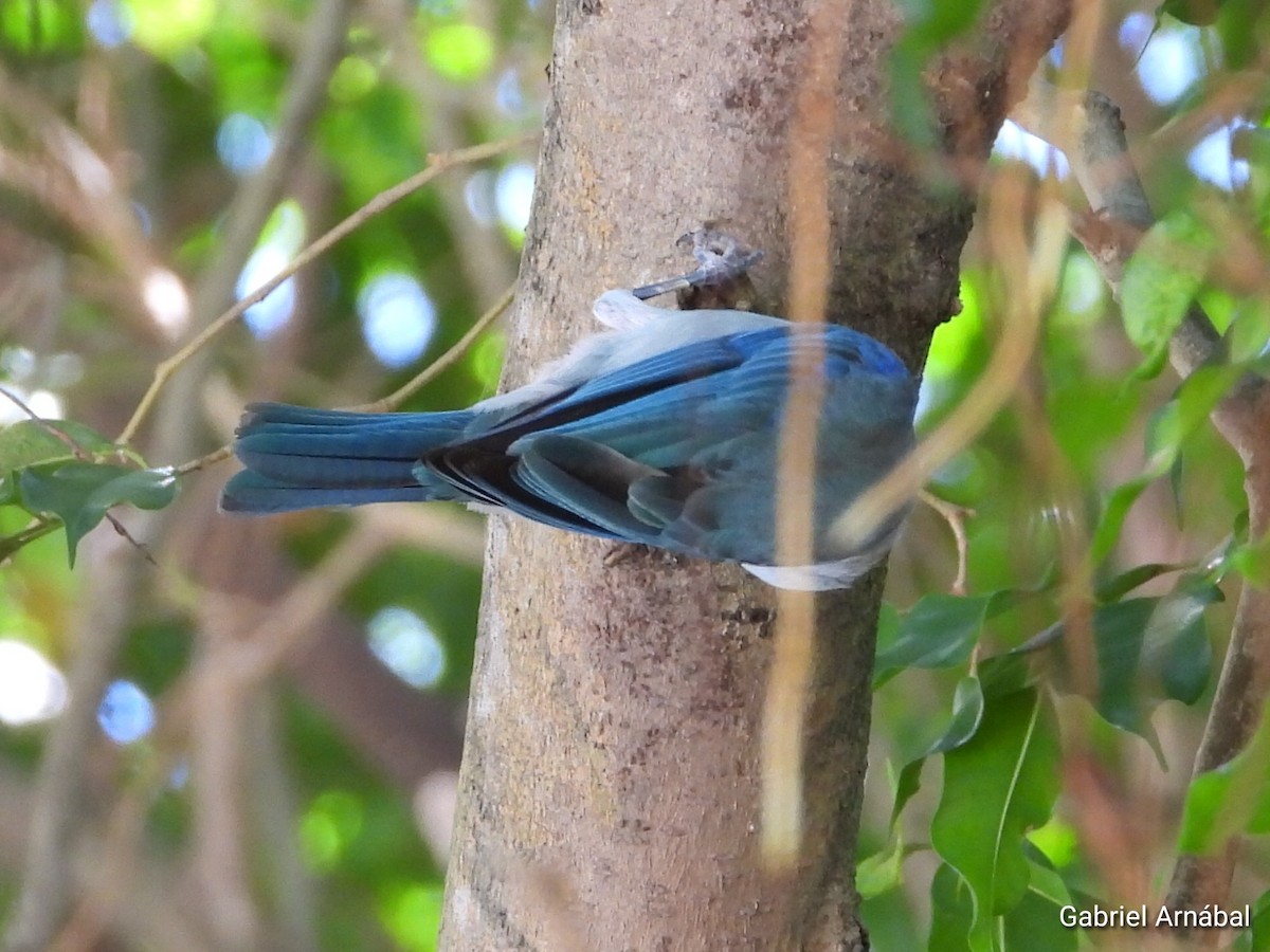 Blue-gray Tanager - ML620749678