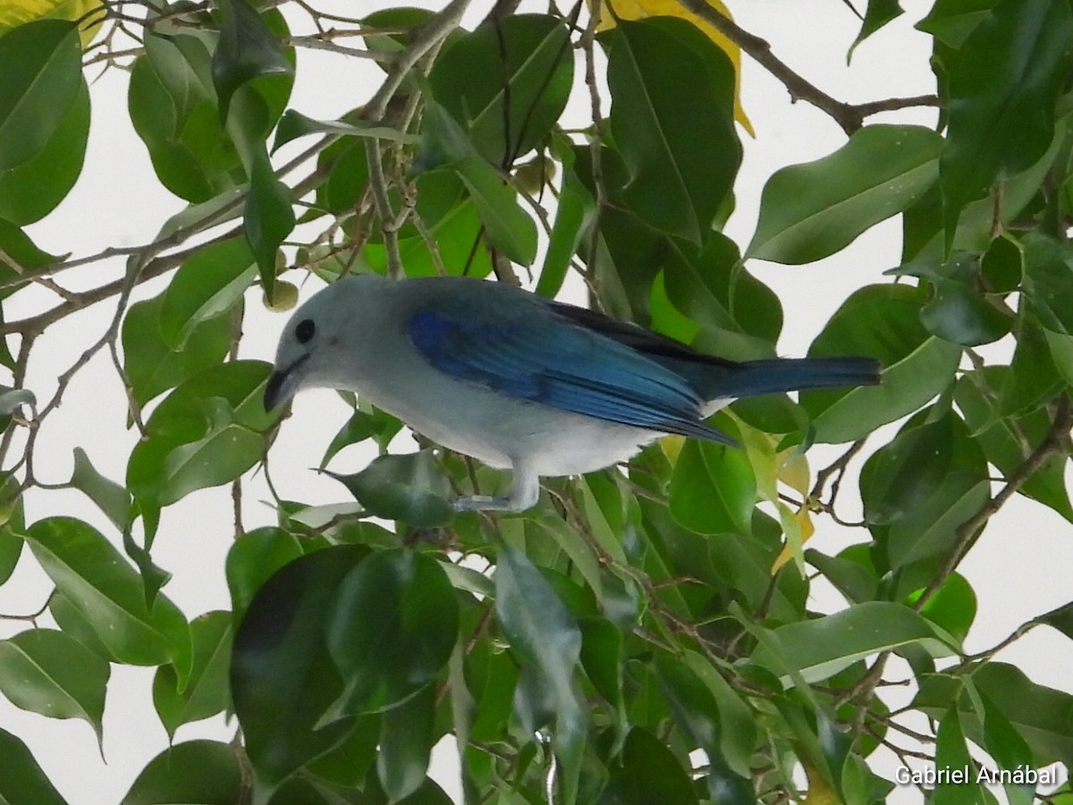 Blue-gray Tanager - ML620749680