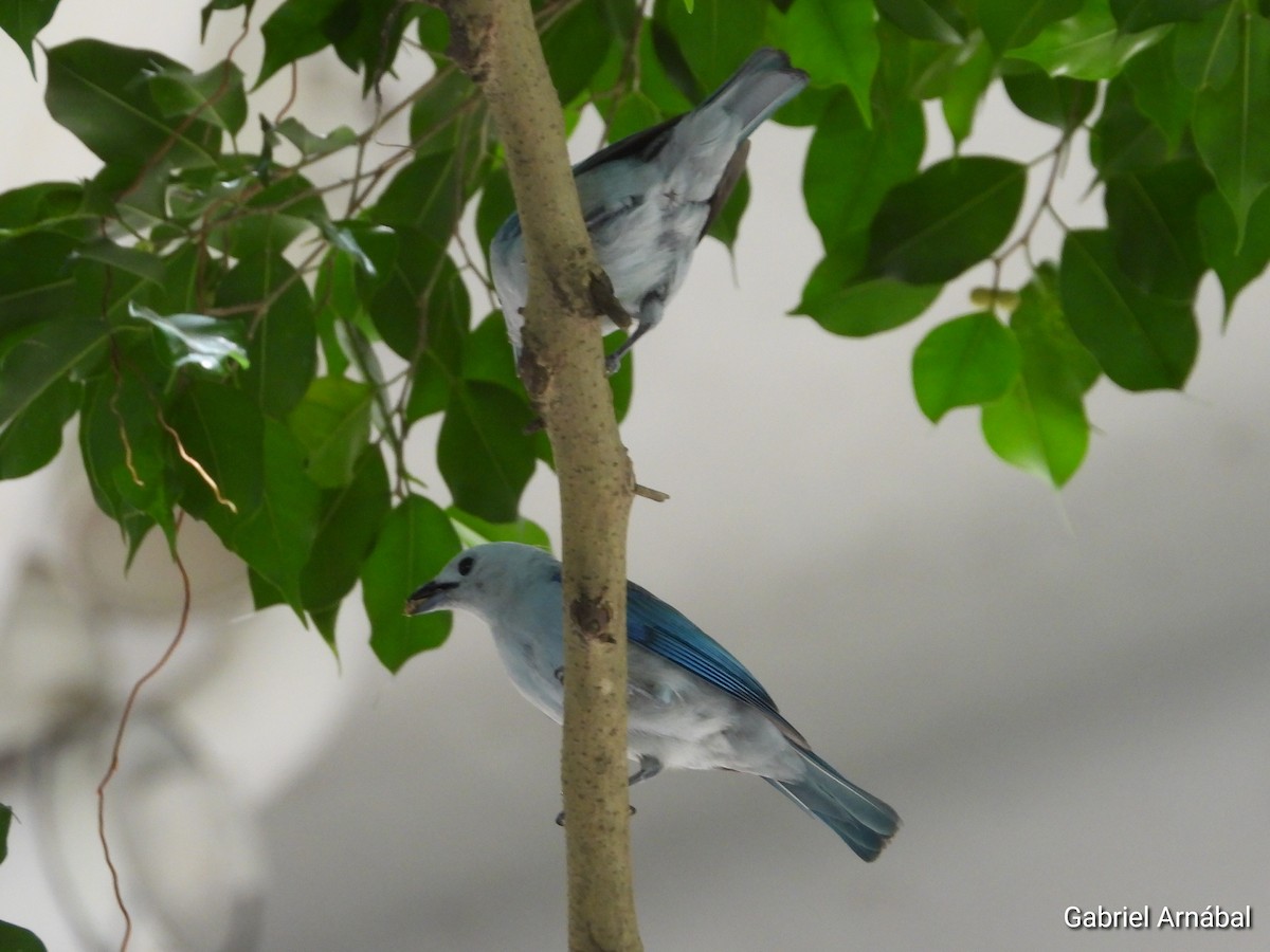 Blue-gray Tanager - ML620749681