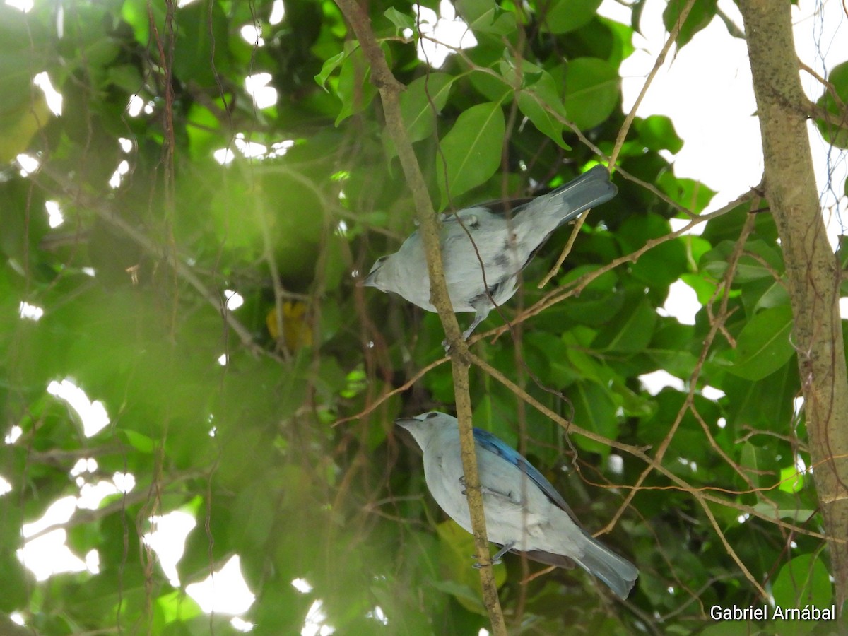 Blue-gray Tanager - ML620749682
