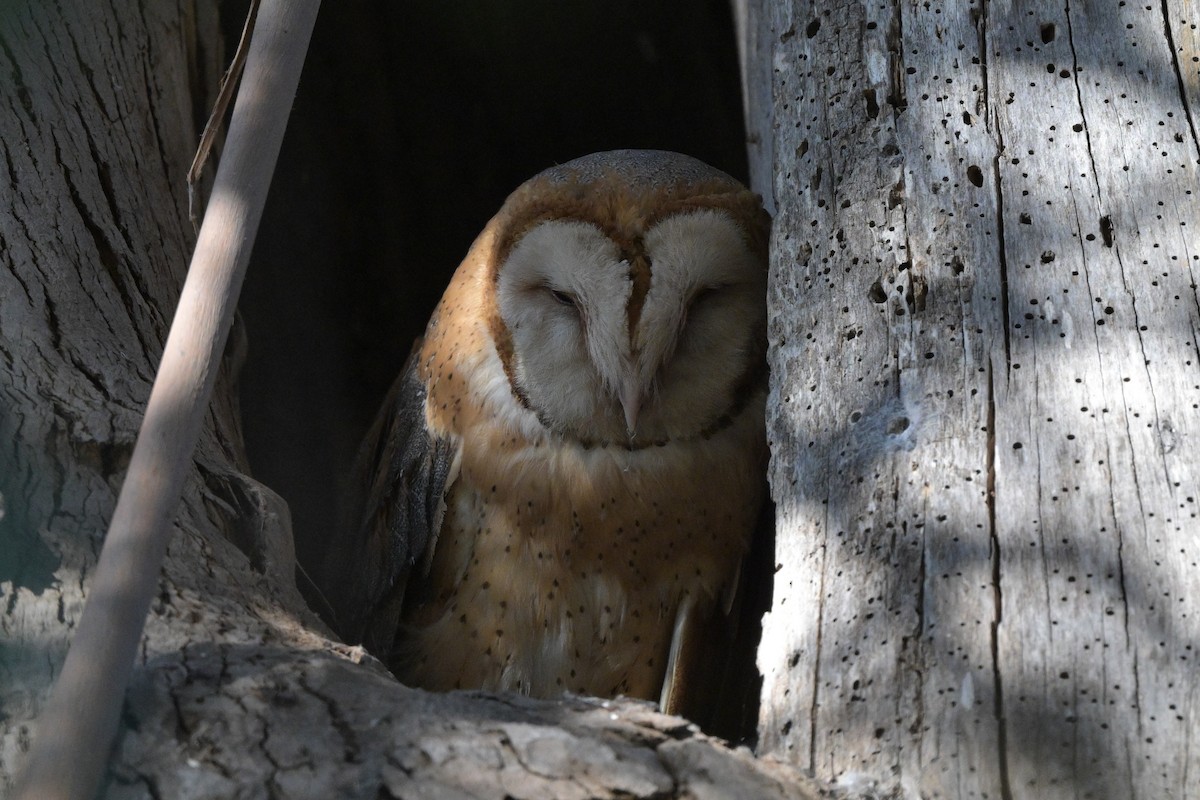 Barn Owl - ML620749683