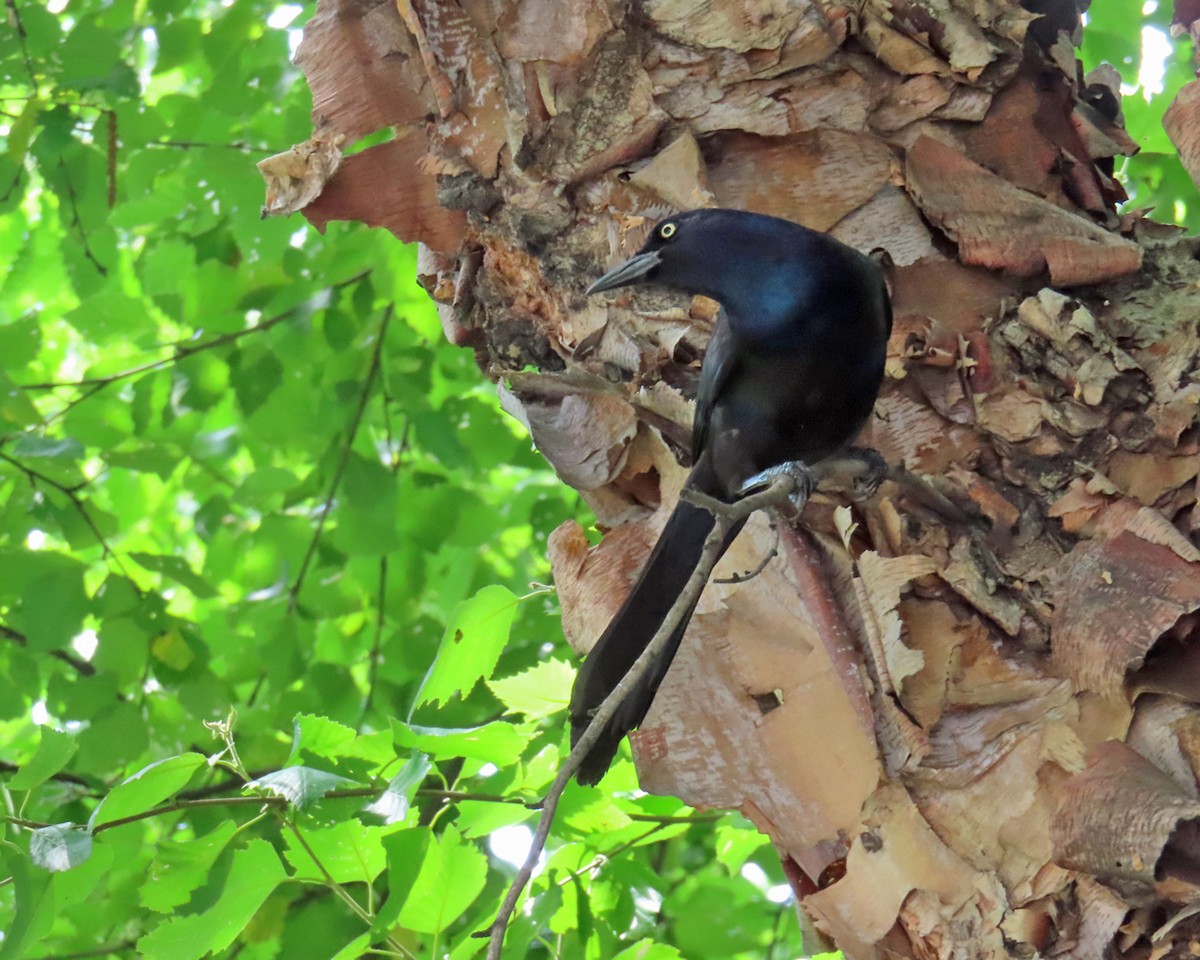 Common Grackle - ML620749688