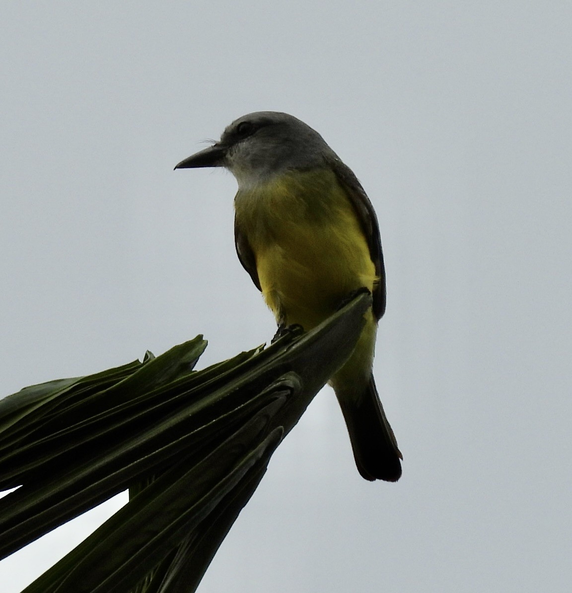 Tropical Kingbird - ML620749690