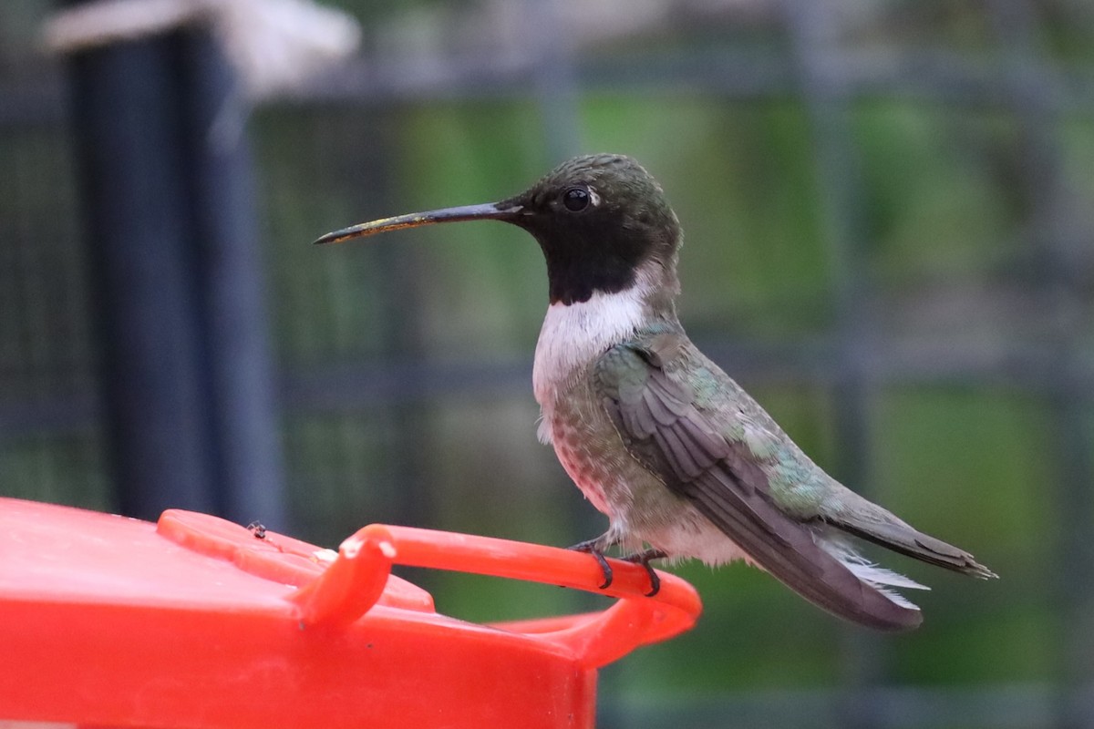 Black-chinned Hummingbird - Lillian Derwelis