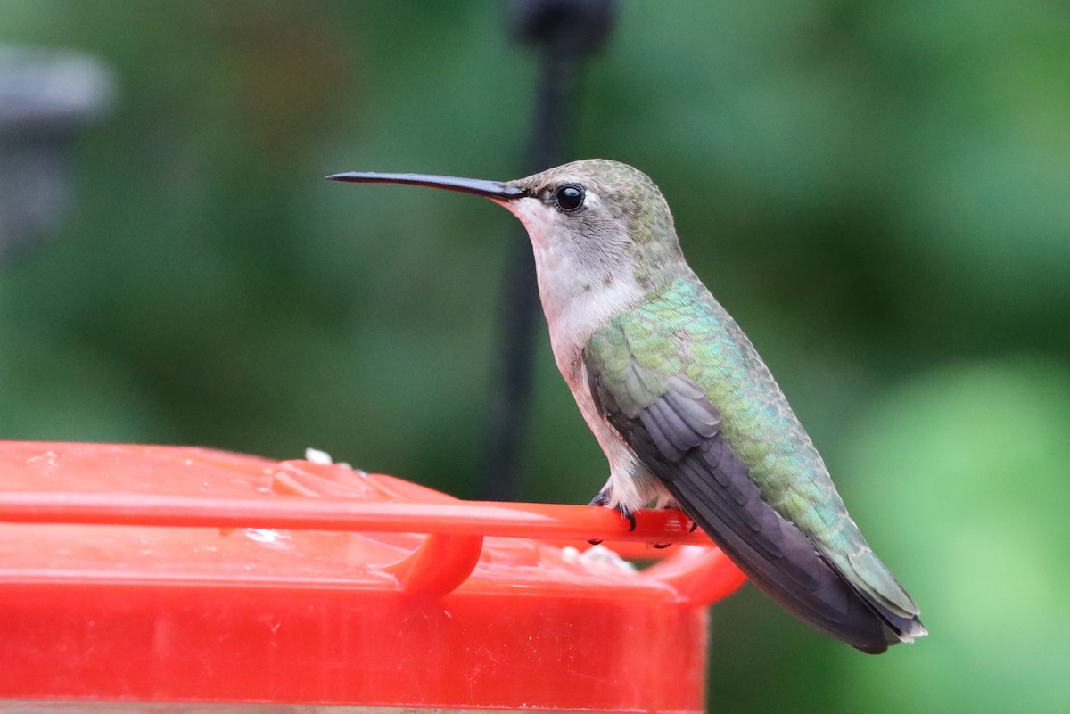 Black-chinned Hummingbird - ML620749694