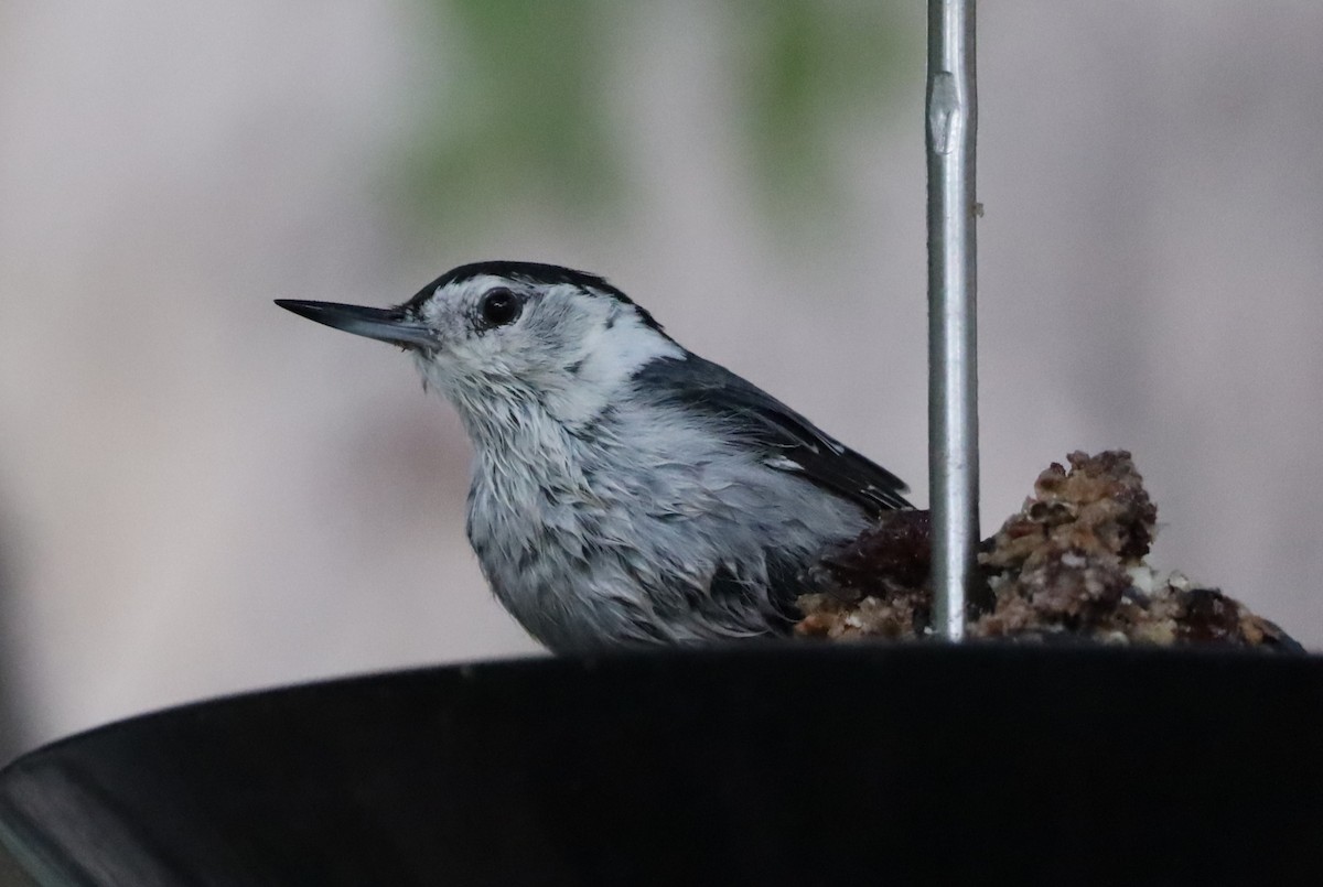 White-breasted Nuthatch - ML620749700