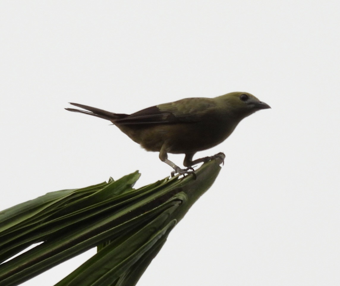 Palm Tanager - Mary-Lane Baker