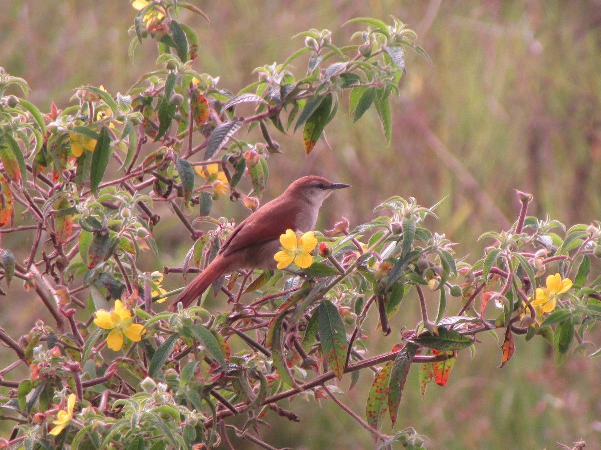Yellow-chinned Spinetail - ML620749715
