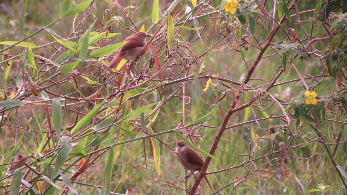 Yellow-chinned Spinetail - ML620749716