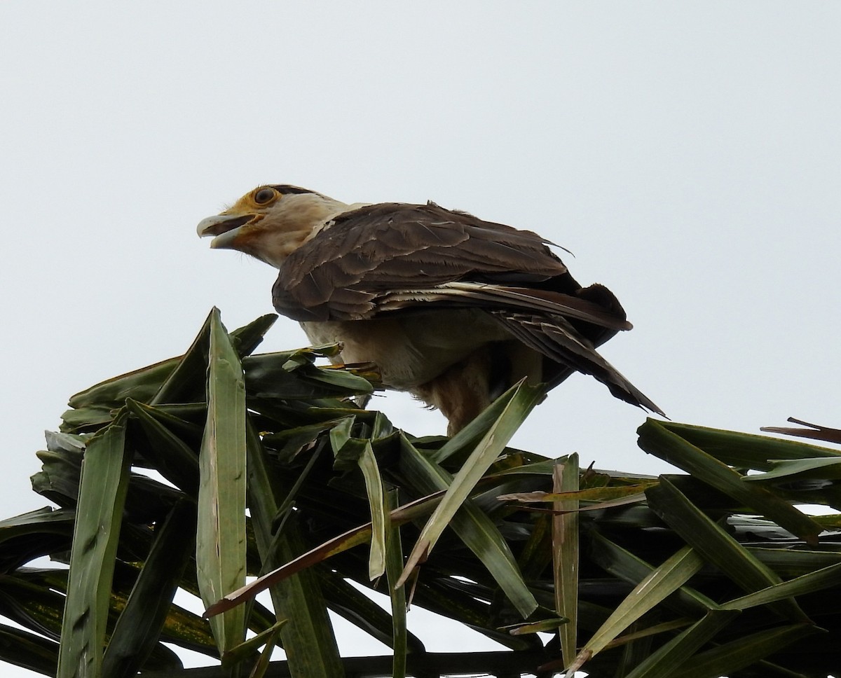 Caracara Chimachima - ML620749719