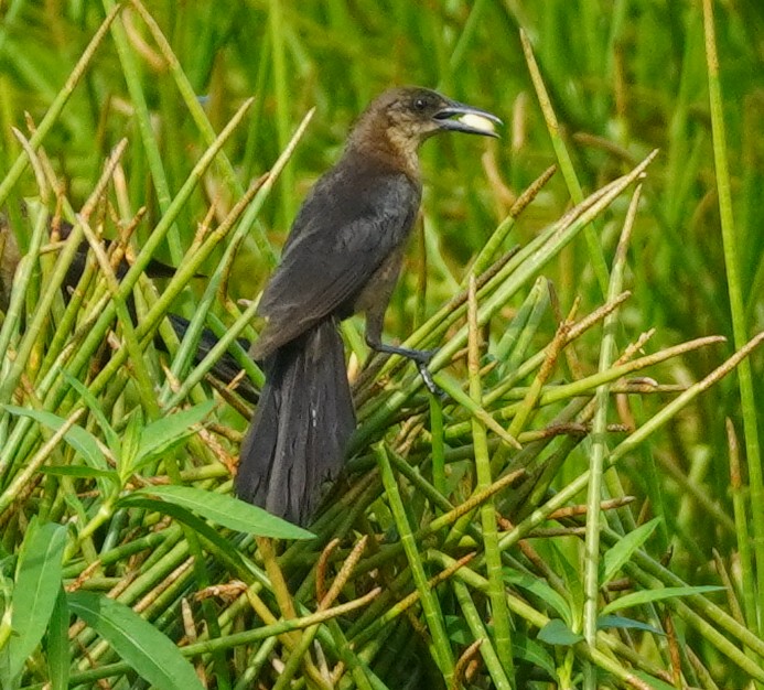 Boat-tailed Grackle - ML620749720