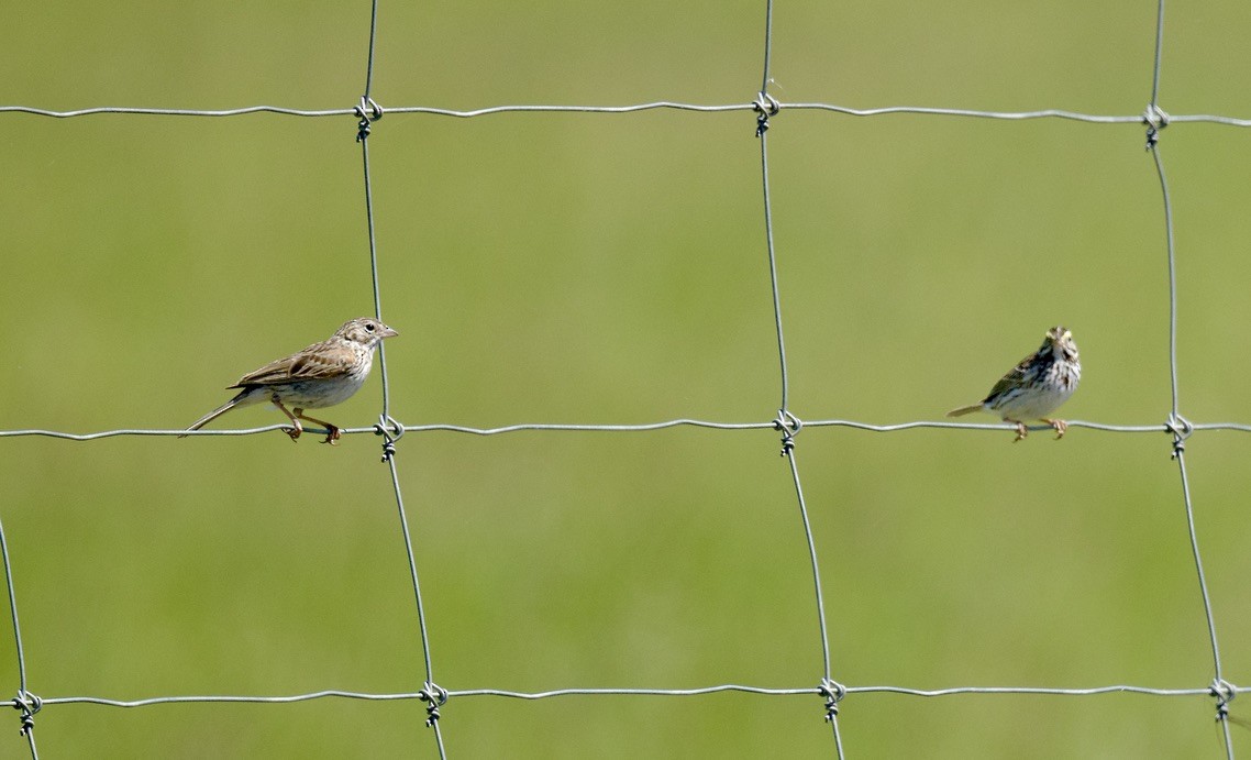 Vesper Sparrow - ML620749722