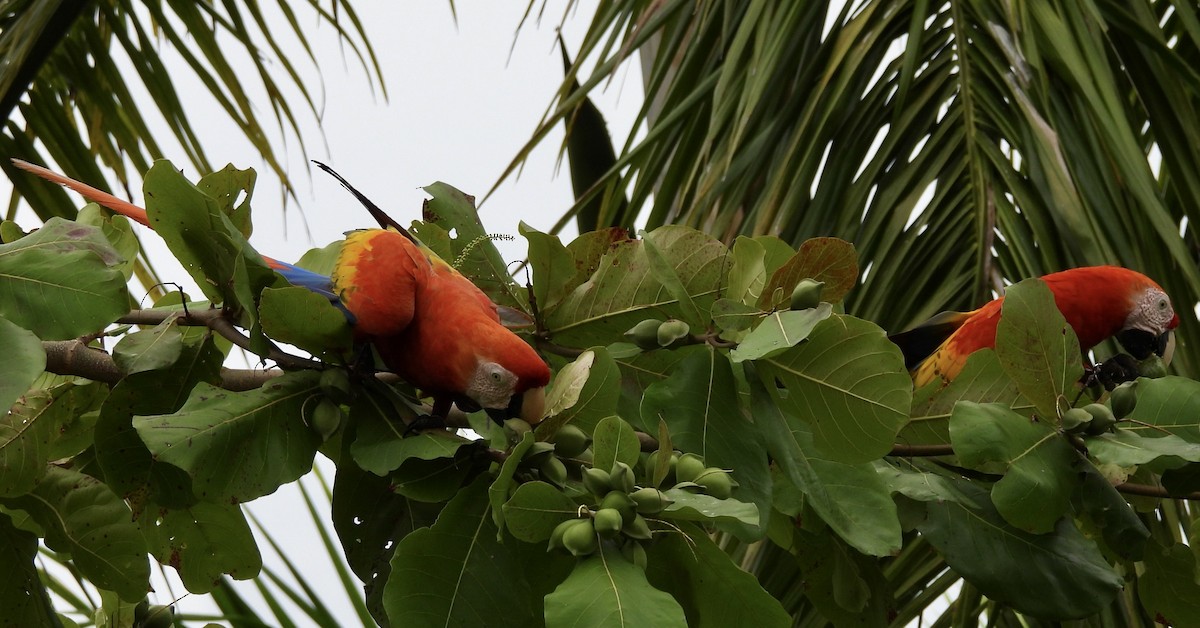 Scarlet Macaw - Mary-Lane Baker