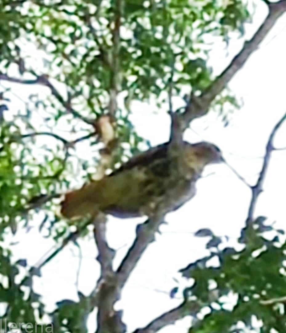 Broad-winged Hawk - ML620749727