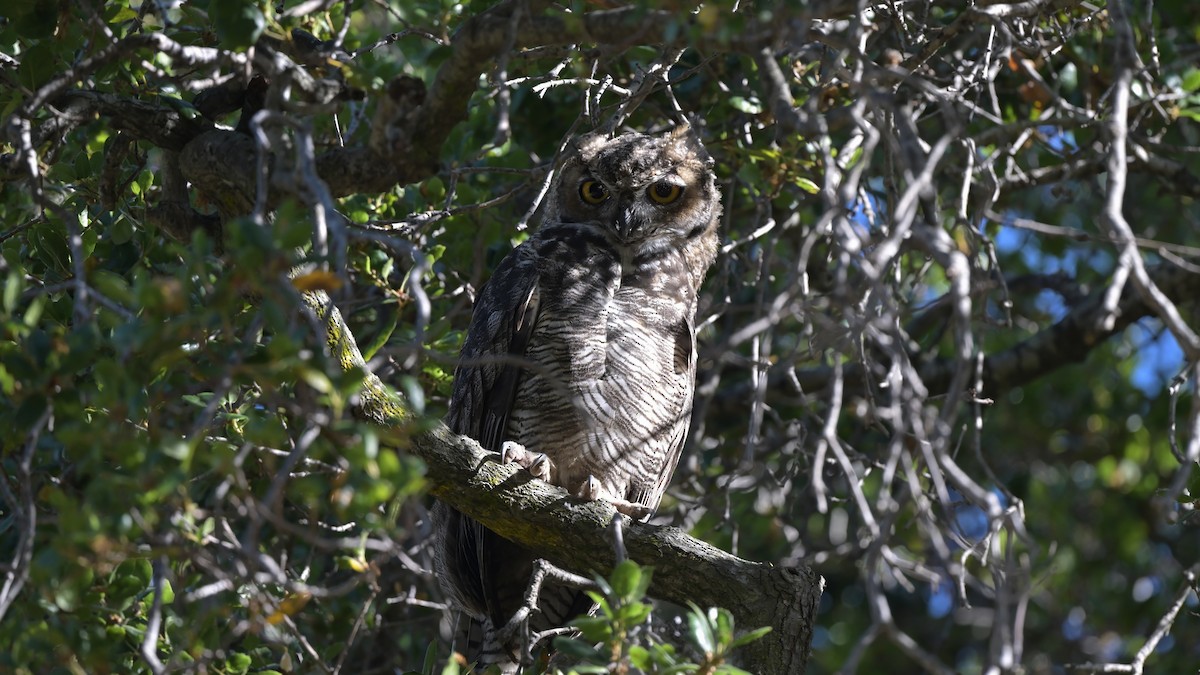 Great Horned Owl - John  McGinty