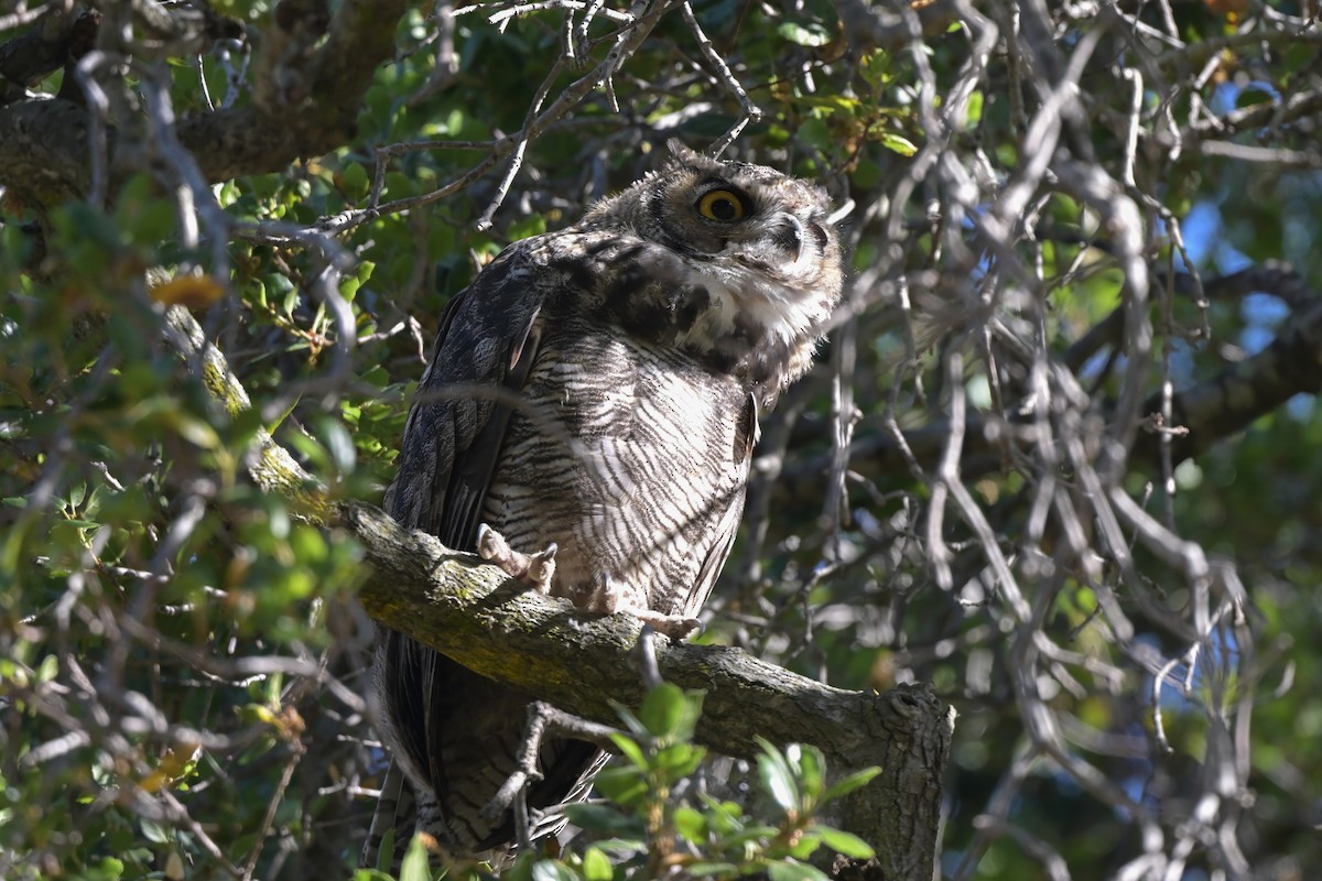 Great Horned Owl - ML620749733