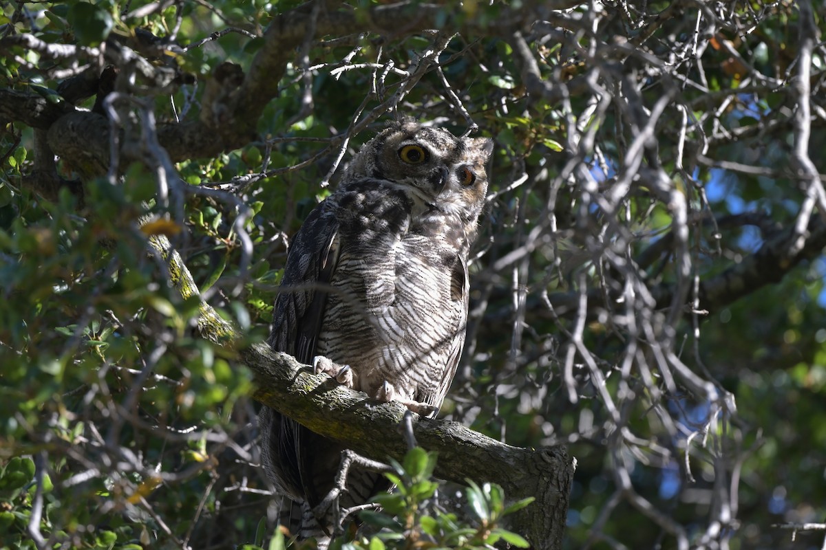 Great Horned Owl - ML620749734