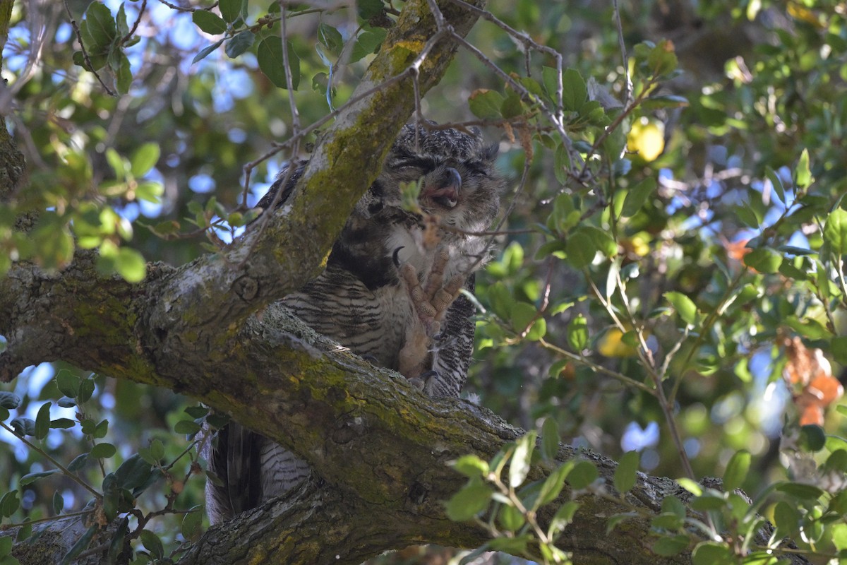 Great Horned Owl - ML620749735