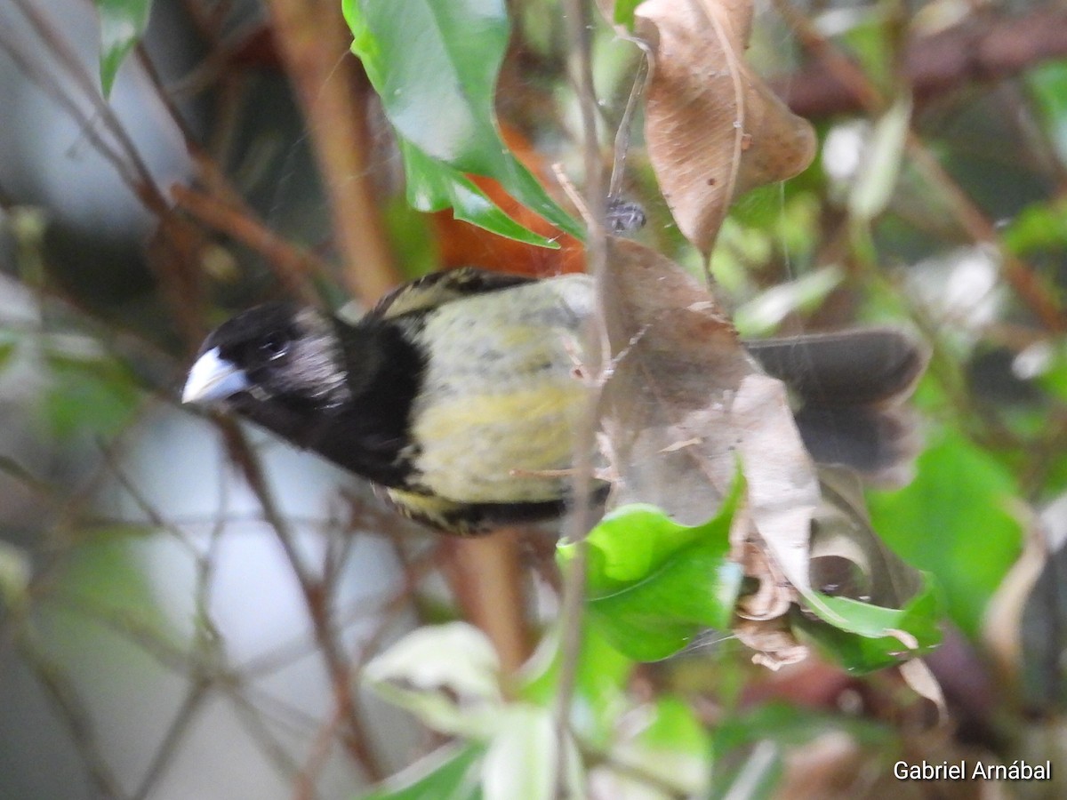 Yellow-bellied Seedeater - ML620749736