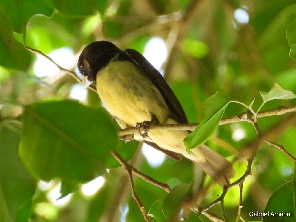 Yellow-bellied Seedeater - ML620749737