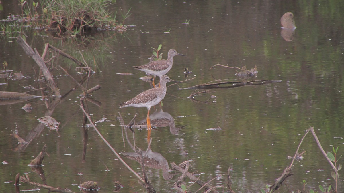 Greater Yellowlegs - ML620749739