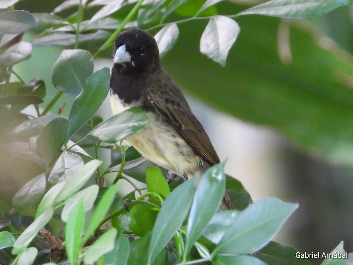 Yellow-bellied Seedeater - ML620749740