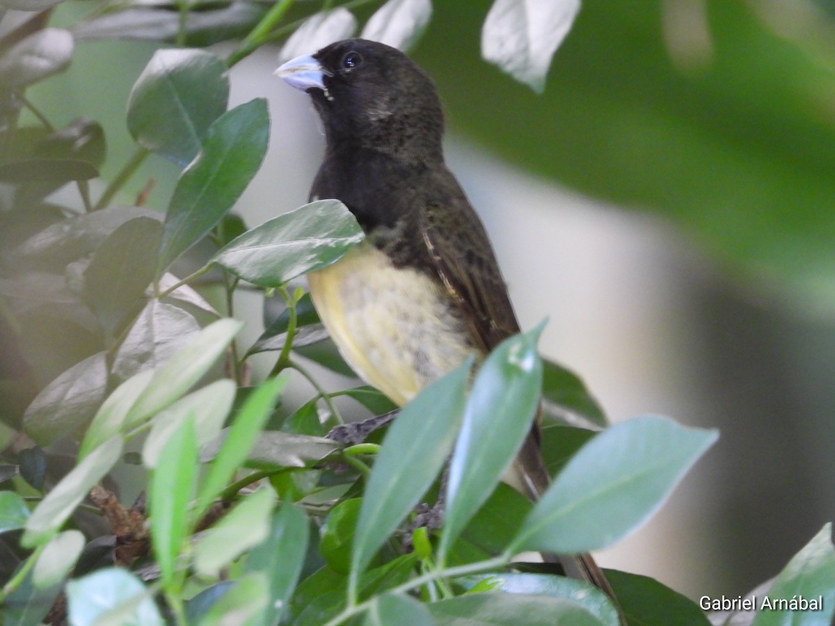 Yellow-bellied Seedeater - ML620749741