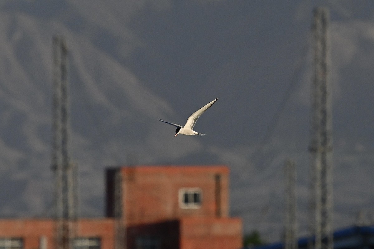 Common Tern - ML620749742