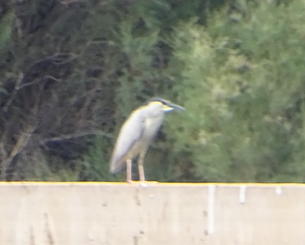 Black-crowned Night Heron - ML620749743