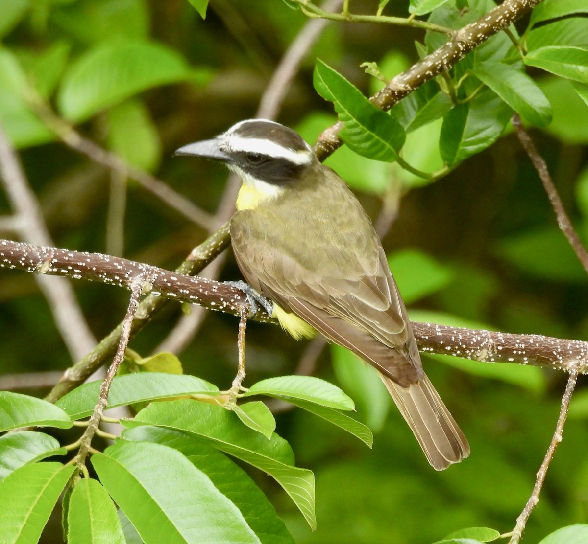 Boat-billed Flycatcher - ML620749751