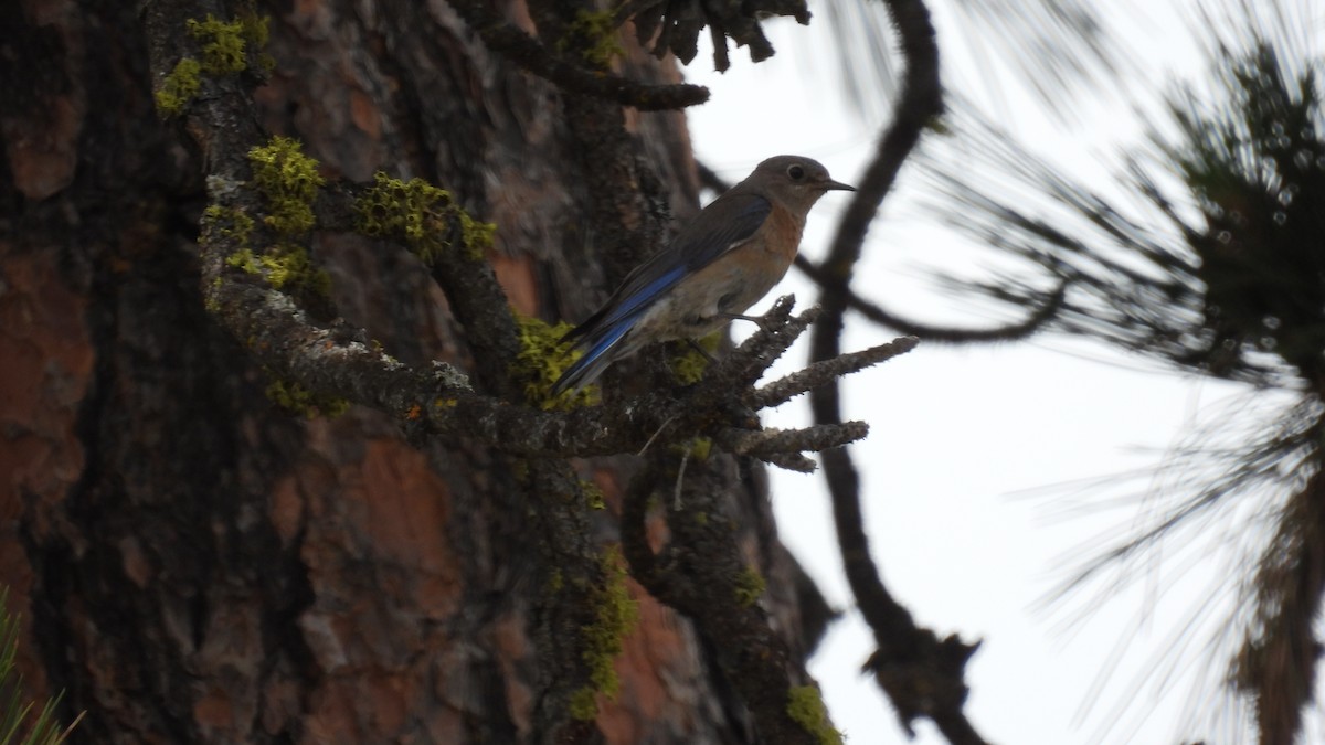 Western Bluebird - ML620749771