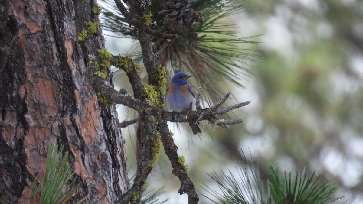 Western Bluebird - Lillian G