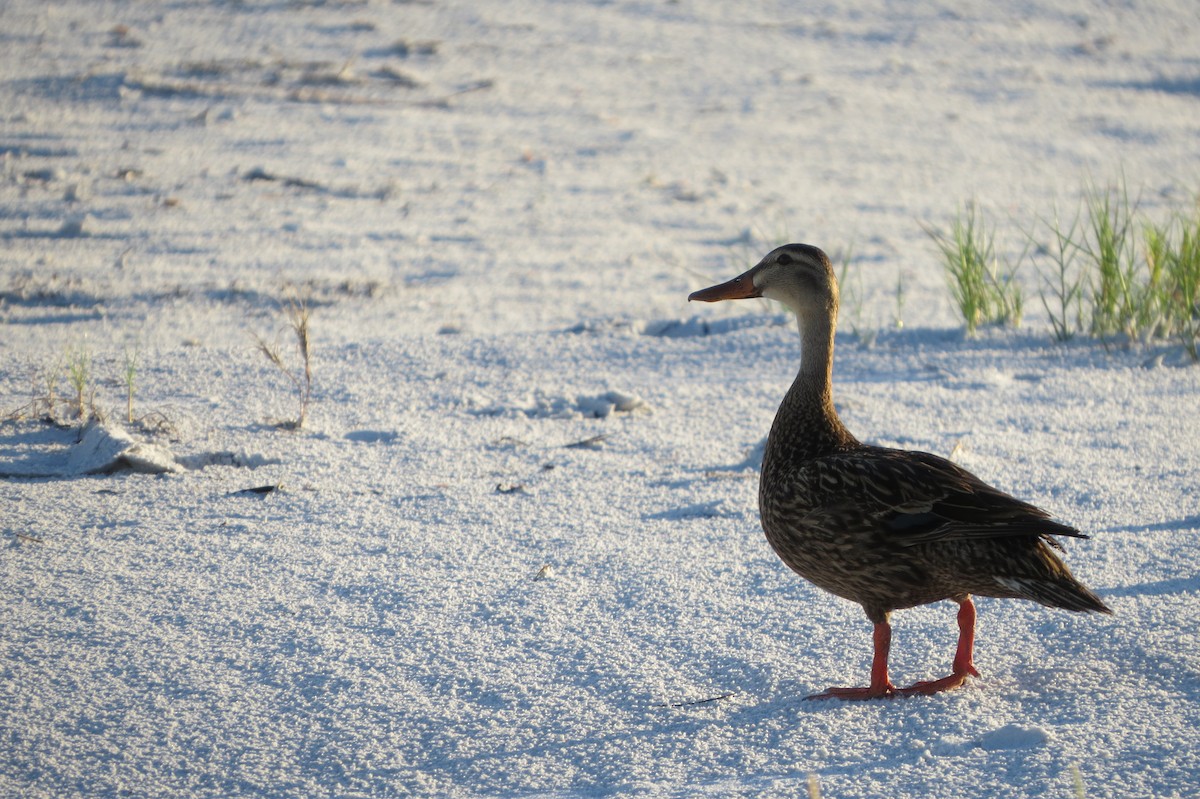 Mallard x Mottled Duck (hybrid) - ML620749793