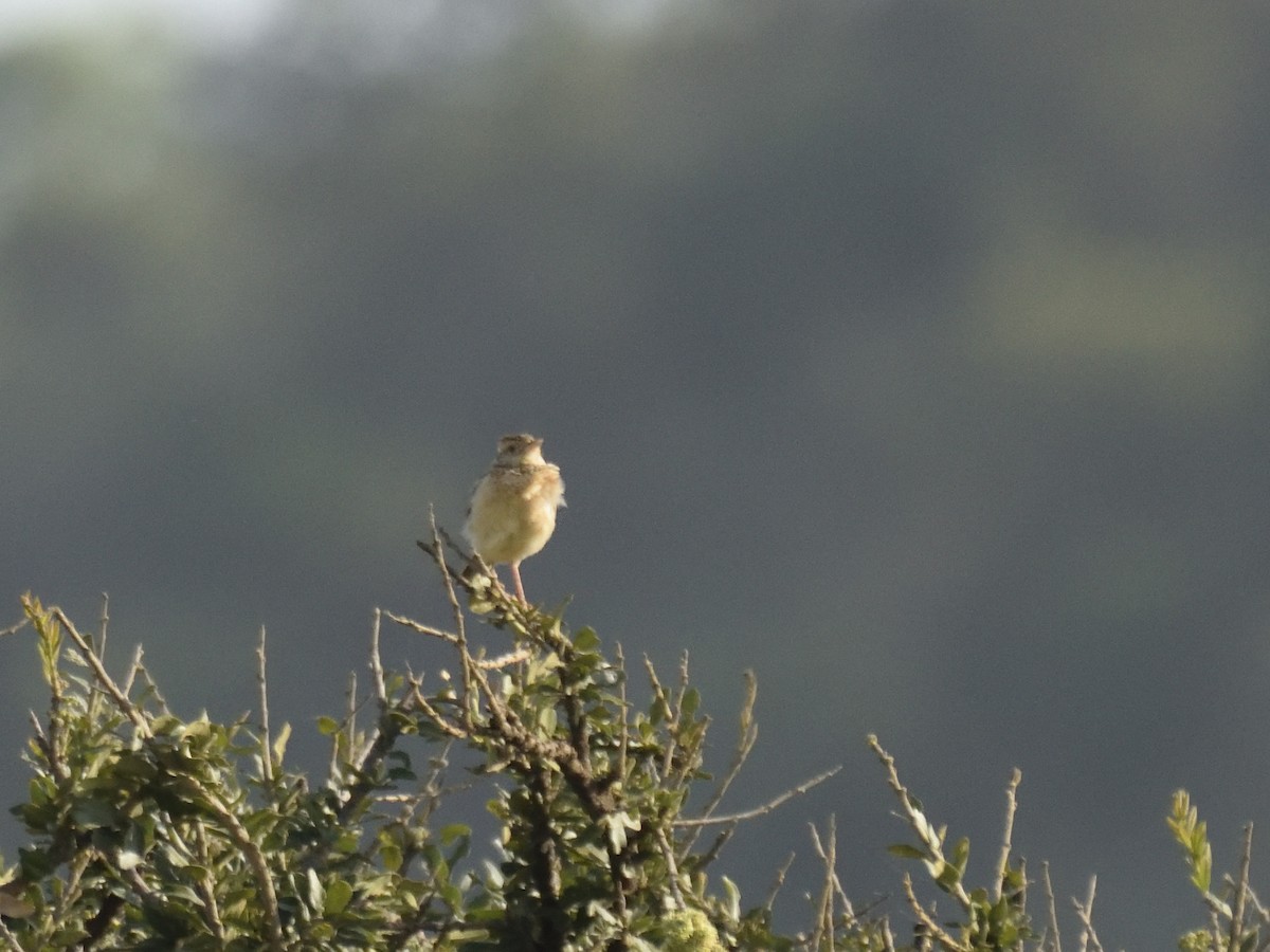 Rattling Cisticola - ML620749797