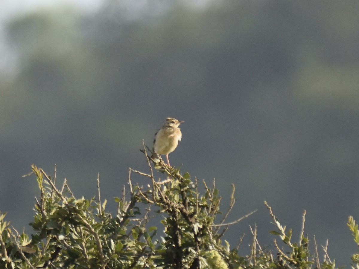 Rattling Cisticola - ML620749798