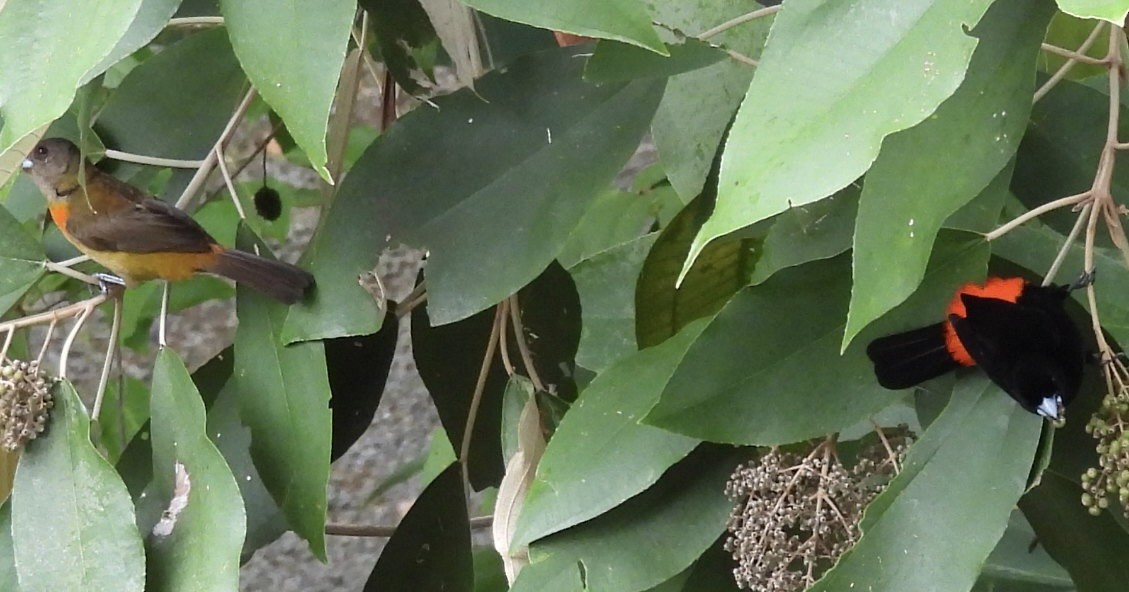 Scarlet-rumped Tanager - Mary-Lane Baker