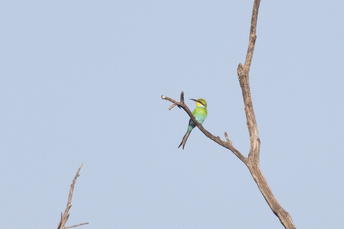 Swallow-tailed Bee-eater - ML620749805