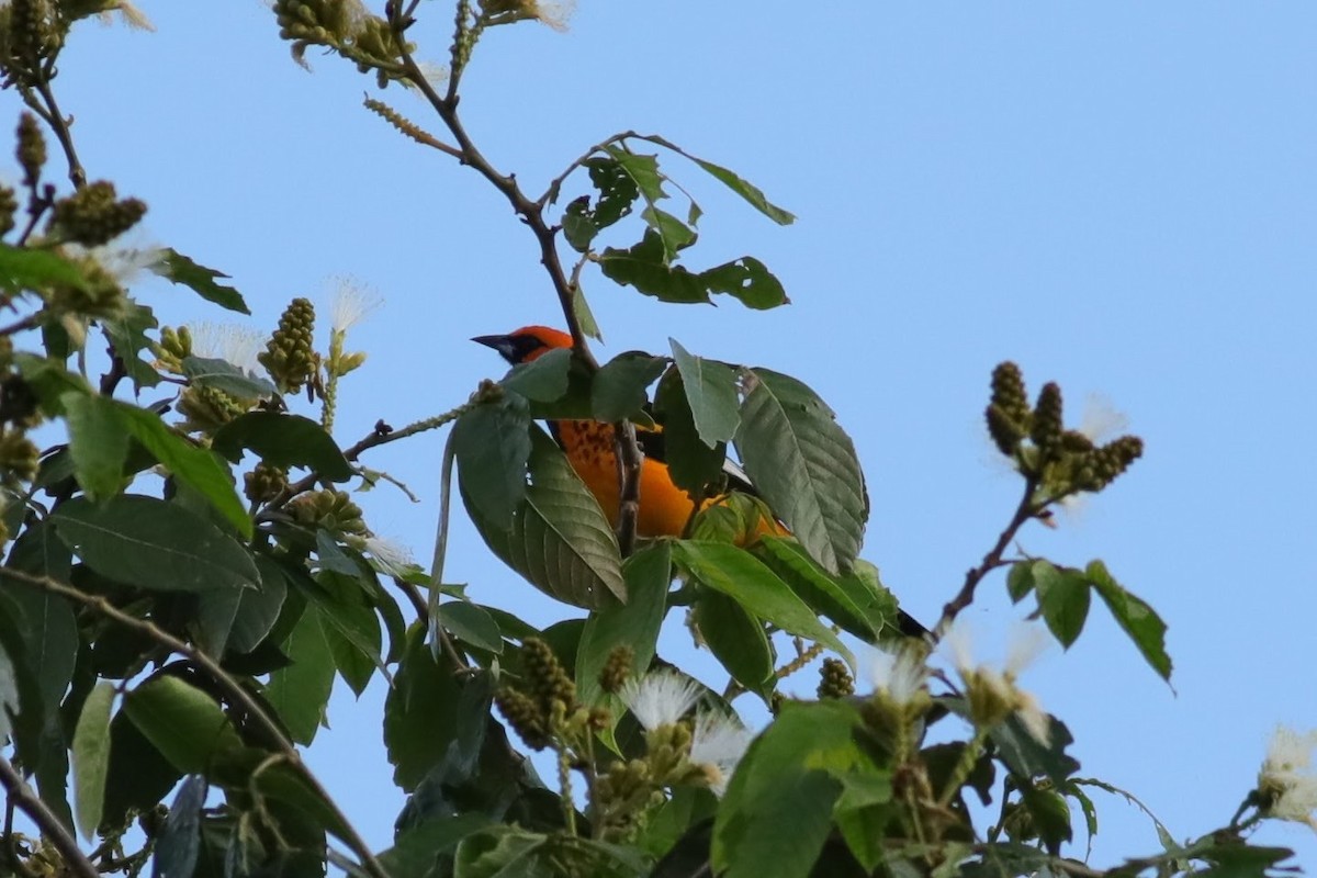 Spot-breasted Oriole - ML620749808