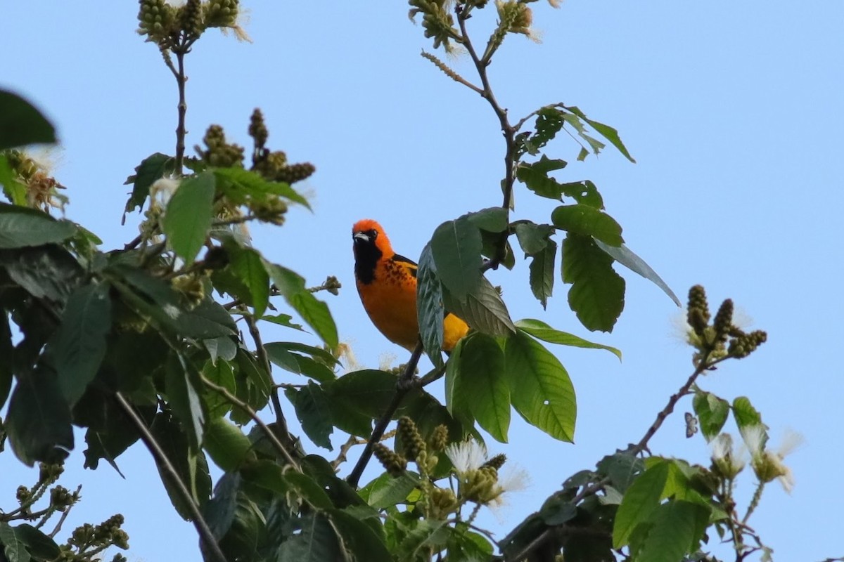 Spot-breasted Oriole - ML620749809
