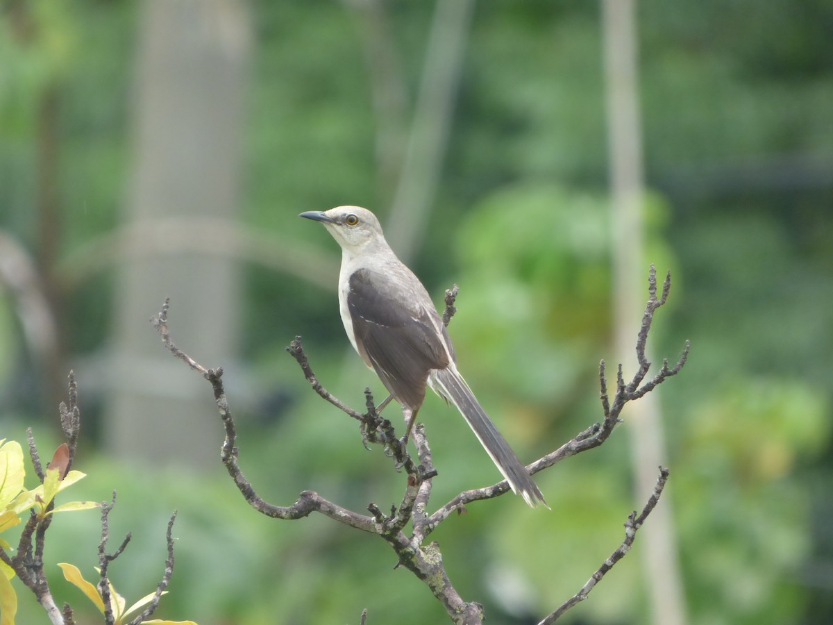 Tropical Mockingbird - ML620749816