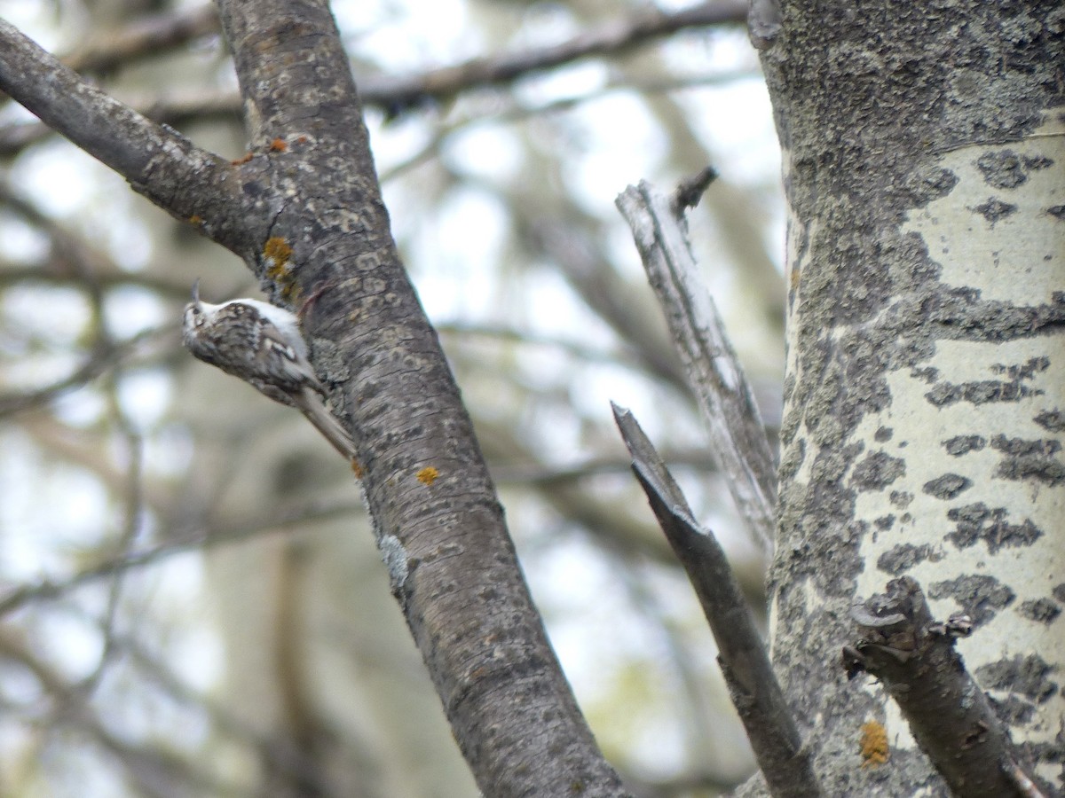 Eurasian Treecreeper - ML620749817