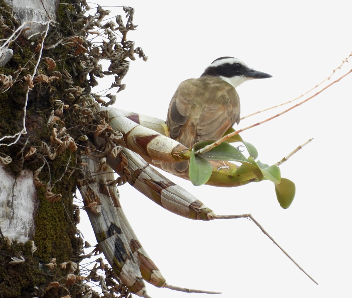 Great Kiskadee - ML620749818