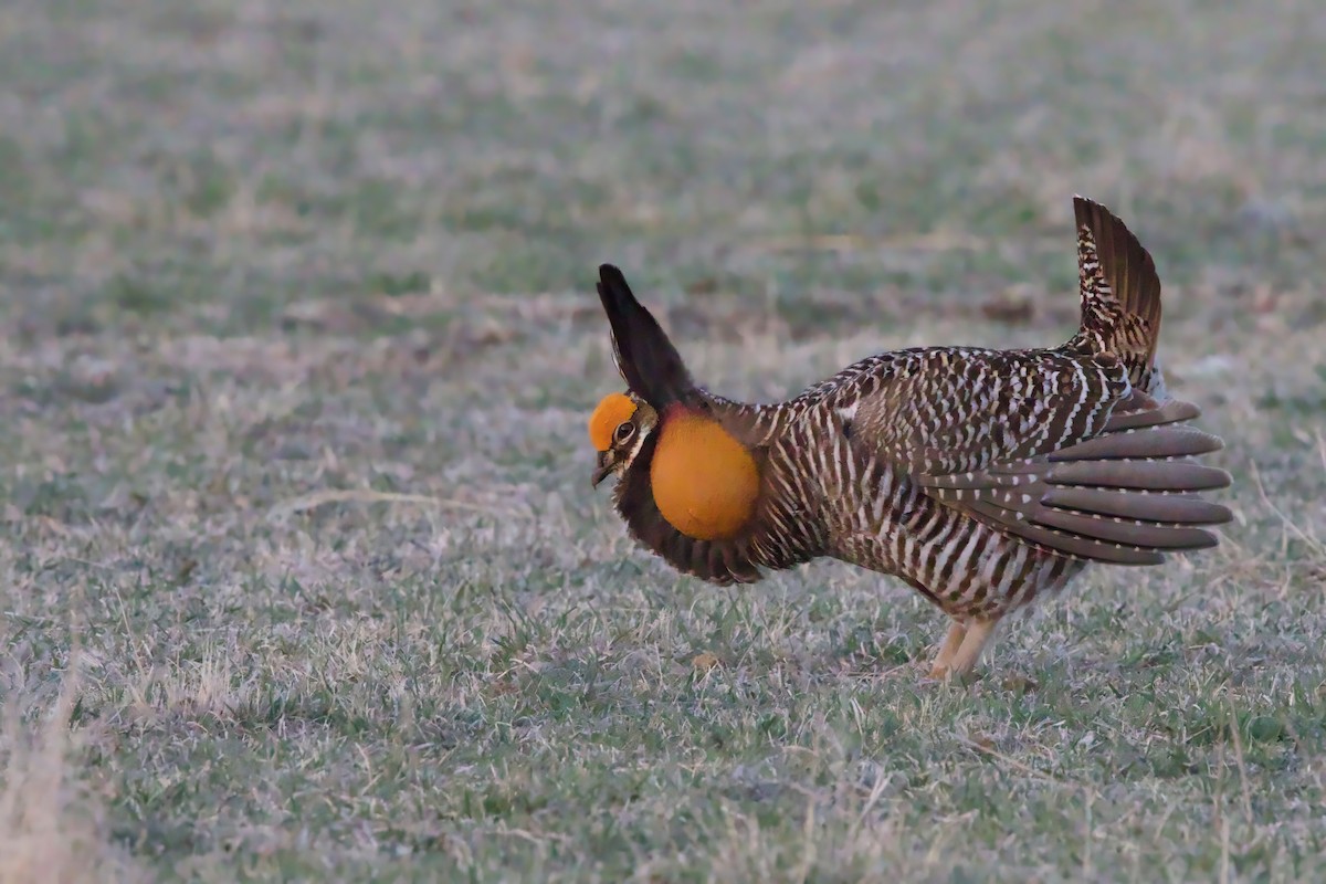 Greater Prairie-Chicken - Steve Bielamowicz