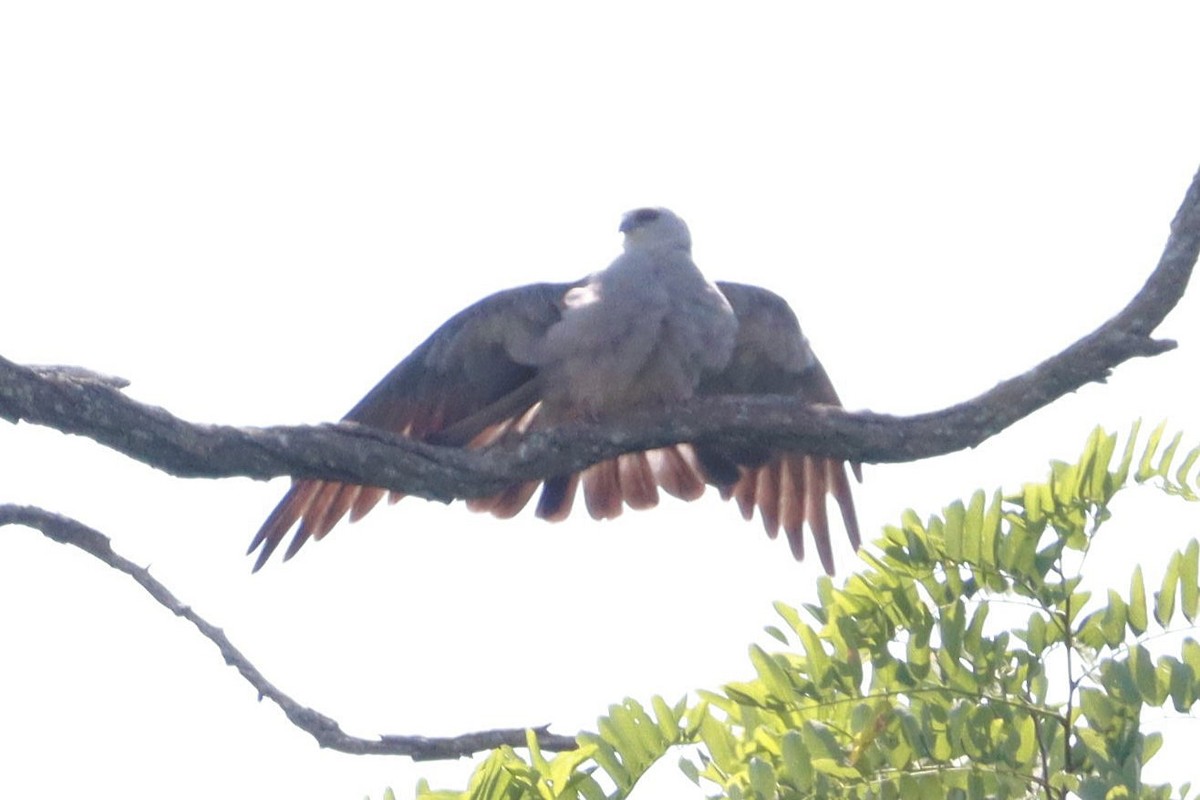 Mississippi Kite - ML620749832