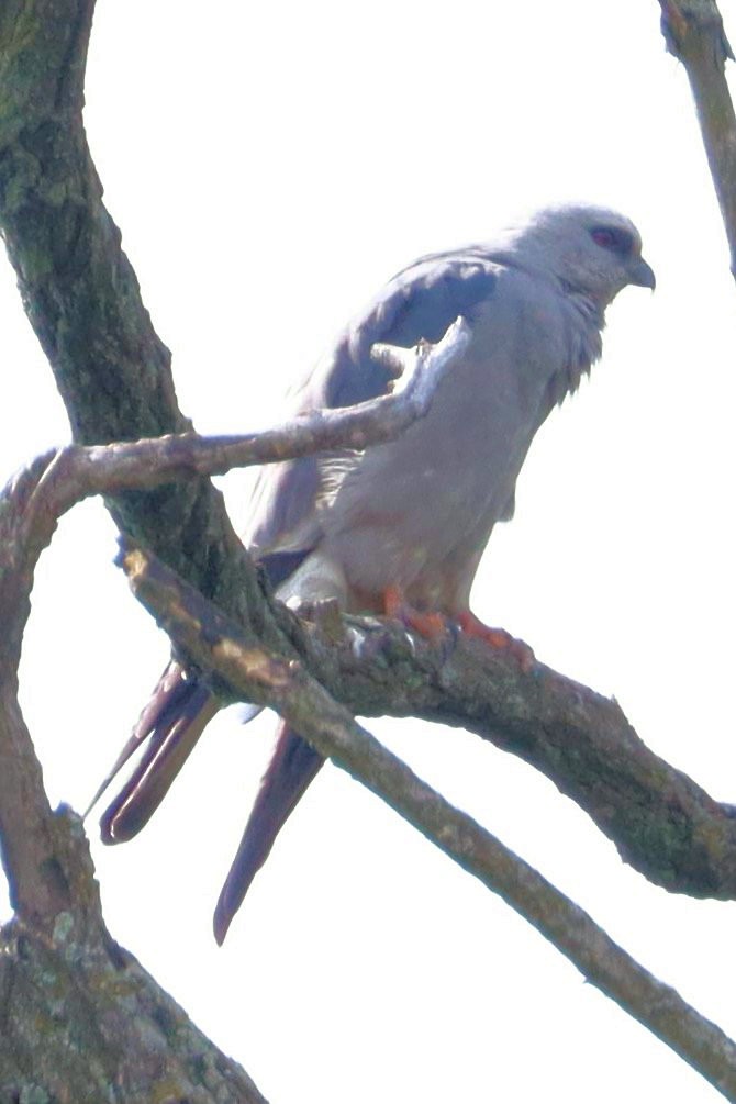 Mississippi Kite - ML620749833